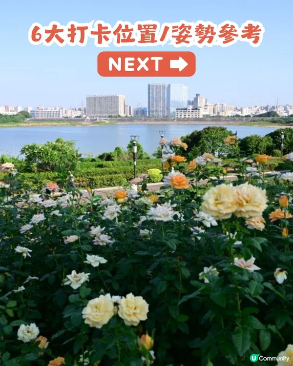 深圳2000㎡月季花海🌸萬株齊放! 被稱為寶安區「莫奈花園」