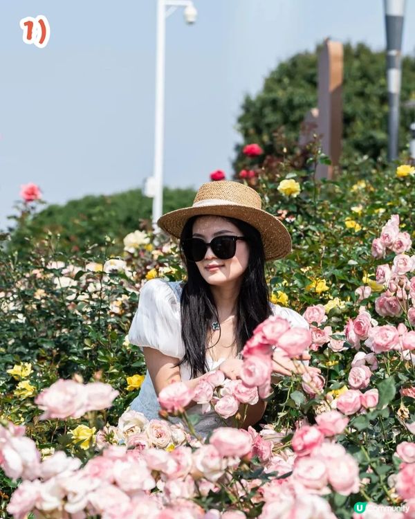 深圳2000㎡月季花海🌸萬株齊放! 被稱為寶安區「莫奈花園」