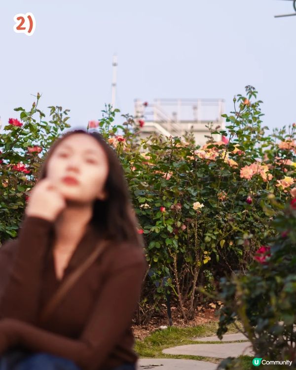 深圳2000㎡月季花海🌸萬株齊放! 被稱為寶安區「莫奈花園」