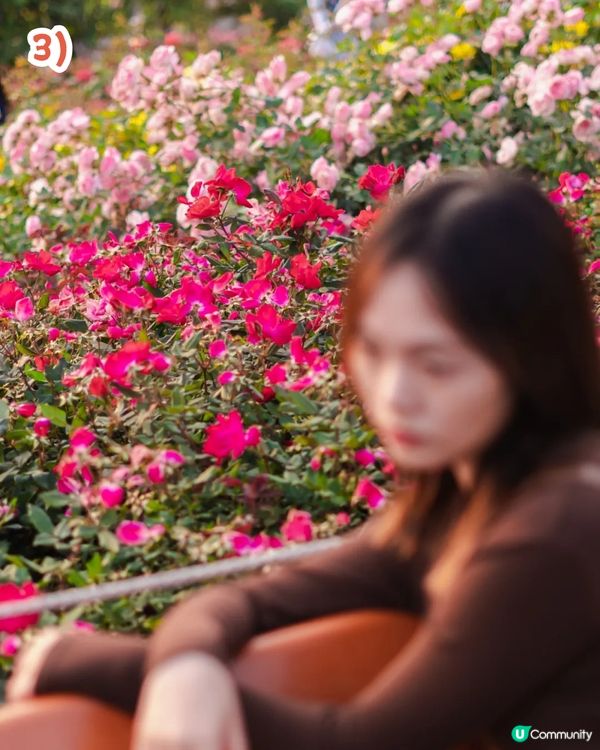 深圳2000㎡月季花海🌸萬株齊放! 被稱為寶安區「莫奈花園」