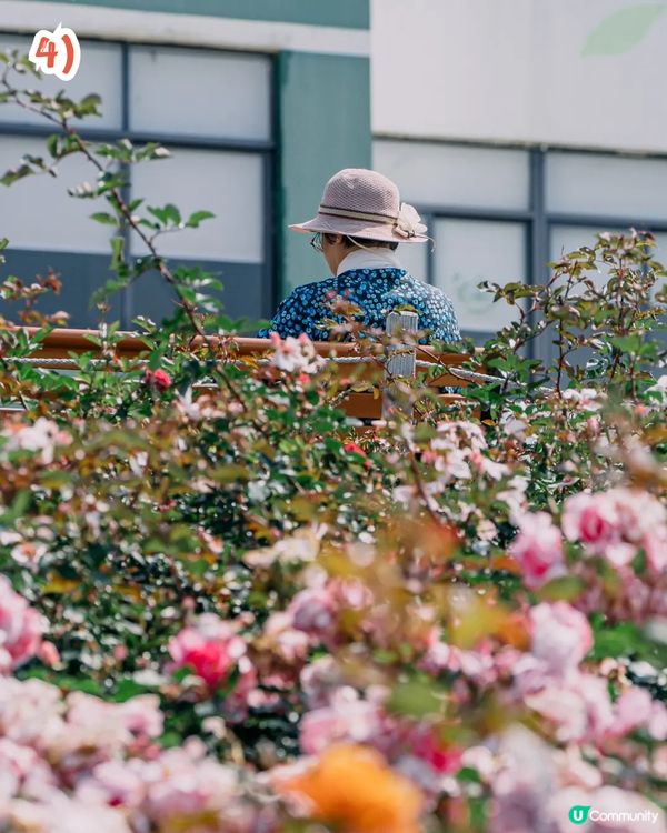 深圳2000㎡月季花海🌸萬株齊放! 被稱為寶安區「莫奈花園」