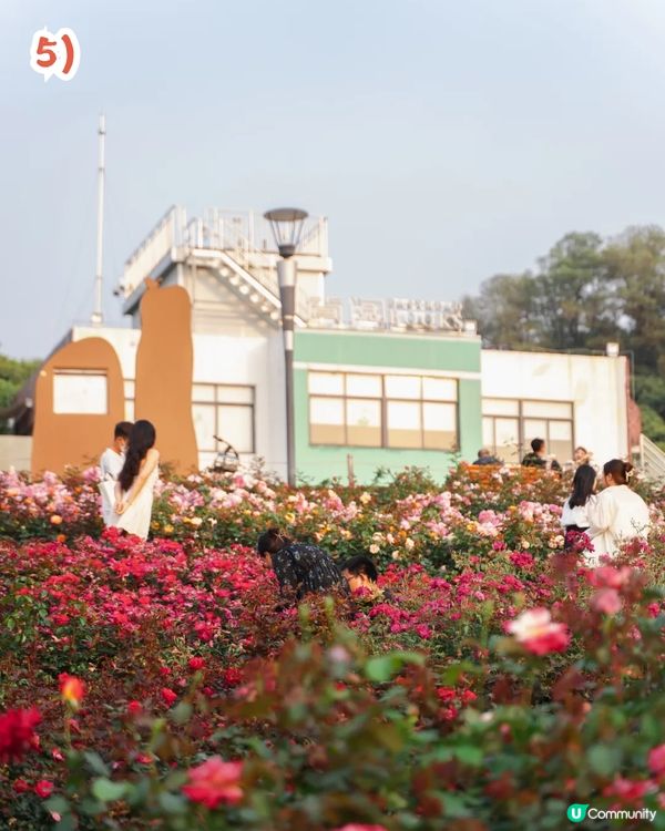 深圳2000㎡月季花海🌸萬株齊放! 被稱為寶安區「莫奈花園」