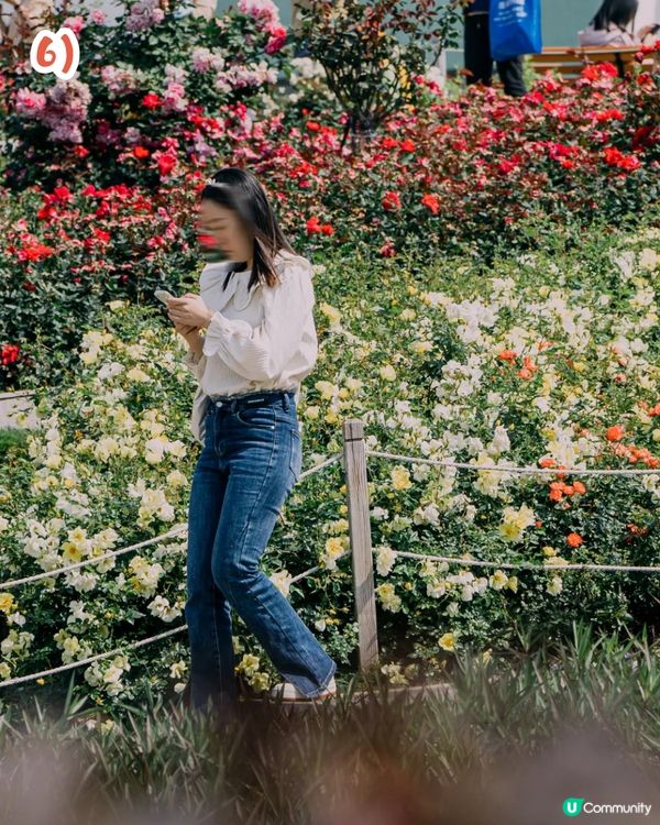 深圳2000㎡月季花海🌸萬株齊放! 被稱為寶安區「莫奈花園」