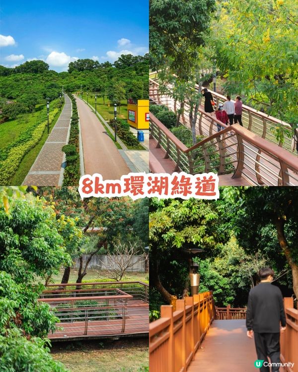 深圳2000㎡月季花海🌸萬株齊放! 被稱為寶安區「莫奈花園」