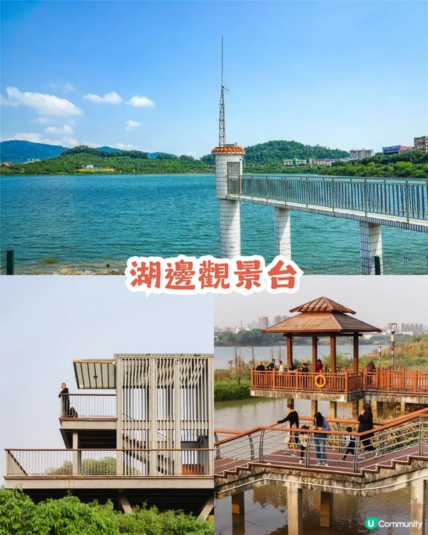 深圳2000㎡月季花海🌸萬株齊放! 被稱為寶安區「莫奈花園」