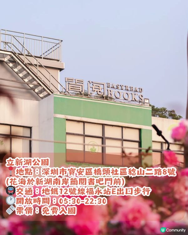 深圳2000㎡月季花海🌸萬株齊放! 被稱為寶安區「莫奈花園」