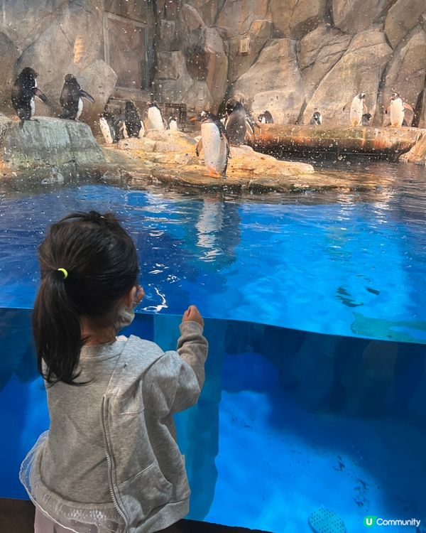 帶2歲小朋友去海洋公園