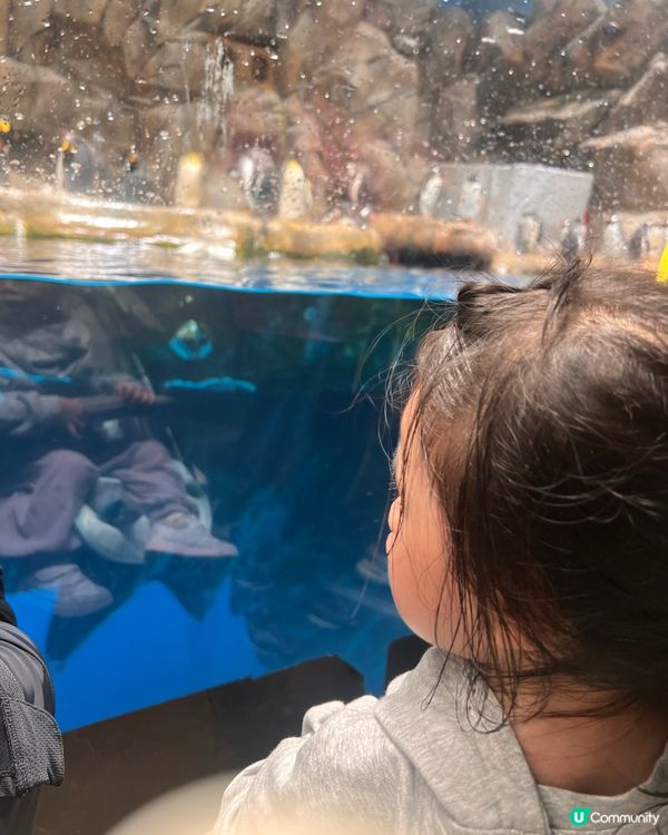 帶2歲小朋友去海洋公園