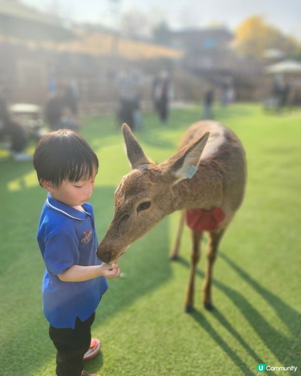 騎鹿上山，爽玩20km滑車！