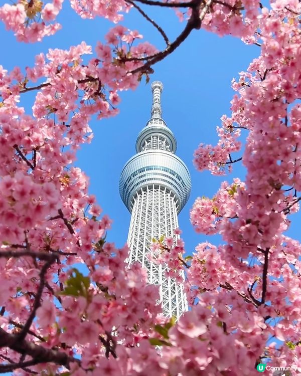 東京早櫻秘境大公開🌸IG必like打卡位