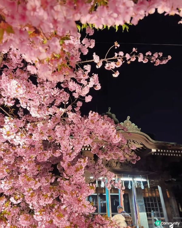 東京早櫻秘境大公開🌸IG必like打卡位