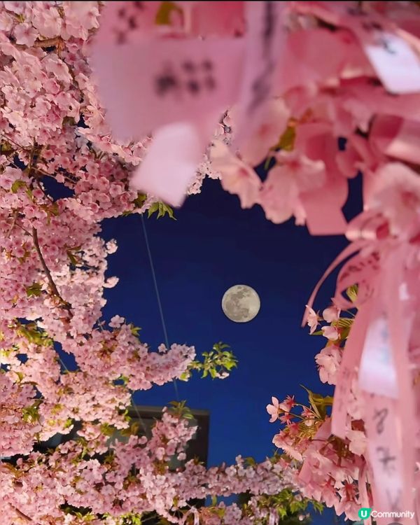 東京早櫻秘境大公開🌸IG必like打卡位