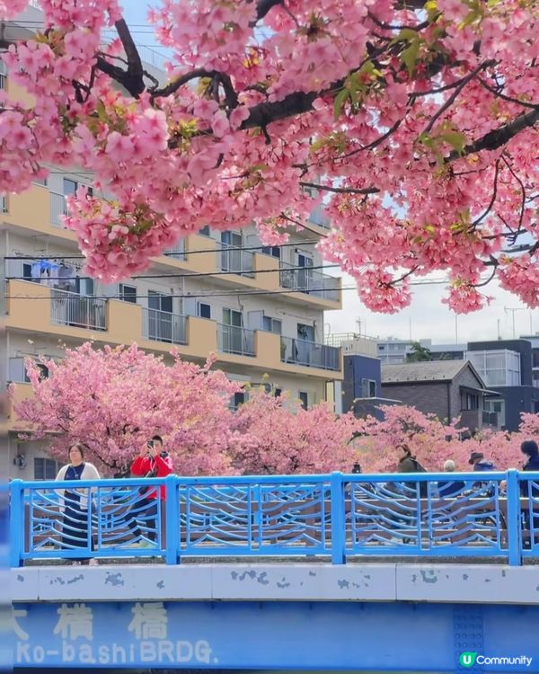 東京早櫻秘境大公開🌸IG必like打卡位