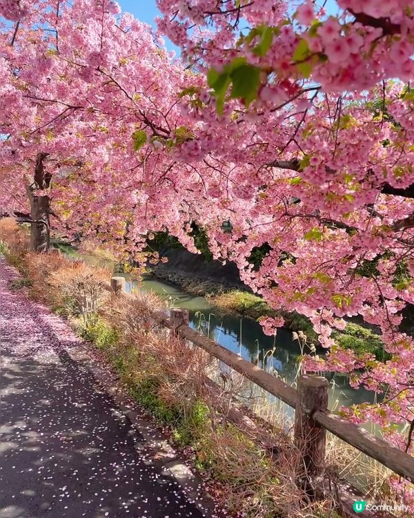 東京早櫻秘境大公開🌸IG必like打卡位