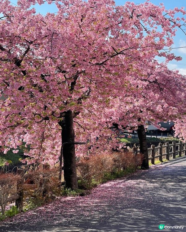 東京早櫻秘境大公開🌸IG必like打卡位