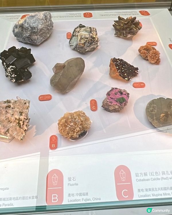 荃灣木化石體驗館🗿