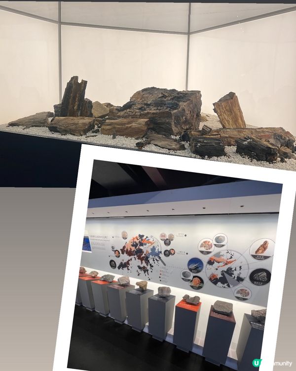 荃灣木化石體驗館🗿