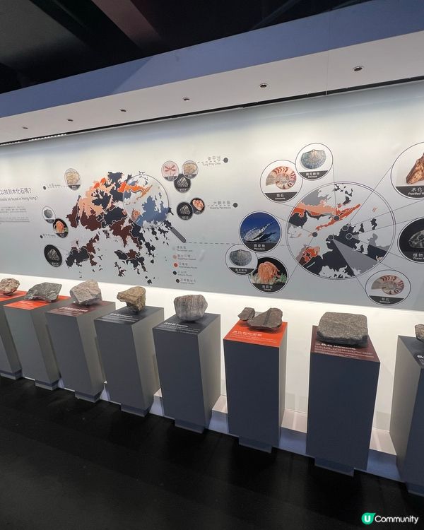 荃灣木化石體驗館🗿