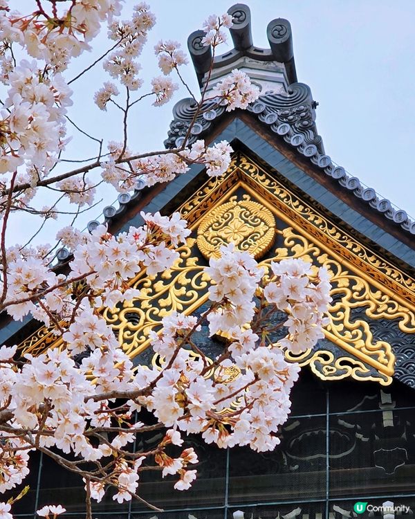 櫻花詩意滿東本願寺🌸🌳