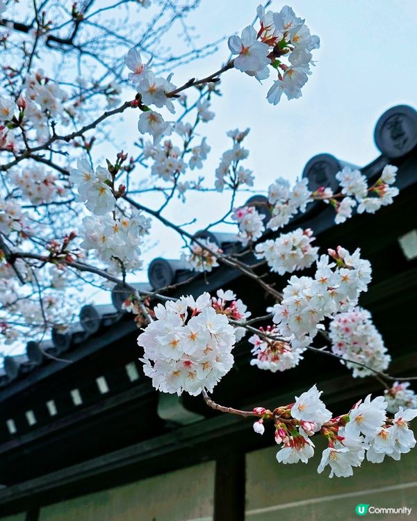 櫻花詩意滿東本願寺🌸🌳