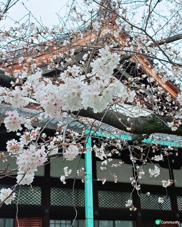 櫻花詩意滿東本願寺🌸🌳