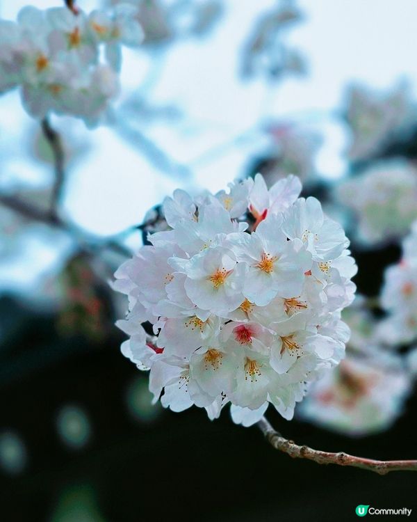 櫻花詩意滿東本願寺🌸🌳