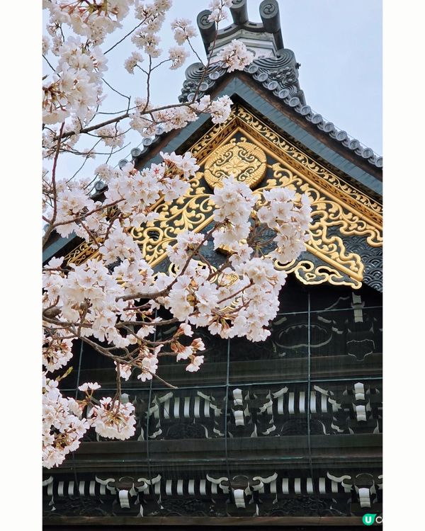 櫻花詩意滿東本願寺🌸🌳