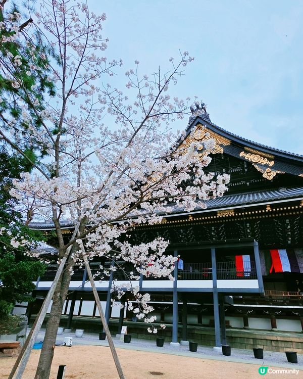 櫻花詩意滿東本願寺🌸🌳