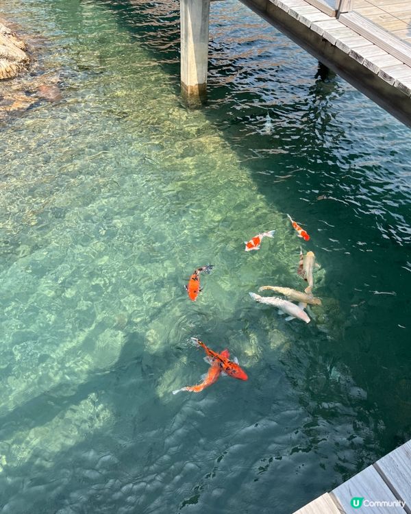 東霸包車好威風 🤩💳