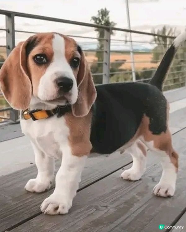 666999大峰火氣族候