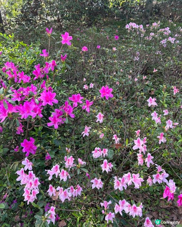 🎠香港本土情懷🎋