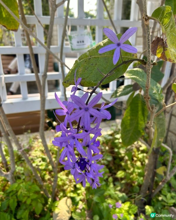 🎠香港本土情懷🎋