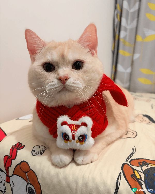 這是我在今年新年幫主子拍攝的賀年相片，主子戴上醒獅頸巾，向各...