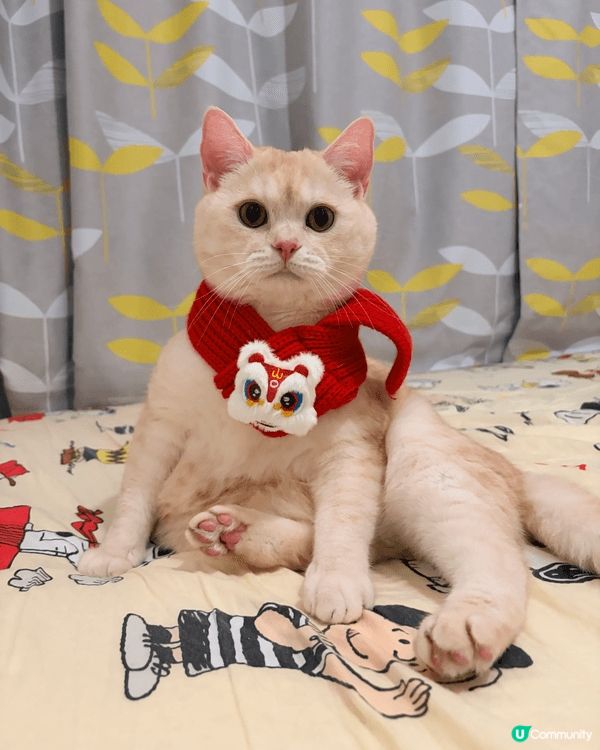 這是我在今年新年幫主子拍攝的賀年相片，主子戴上醒獅頸巾，向各...