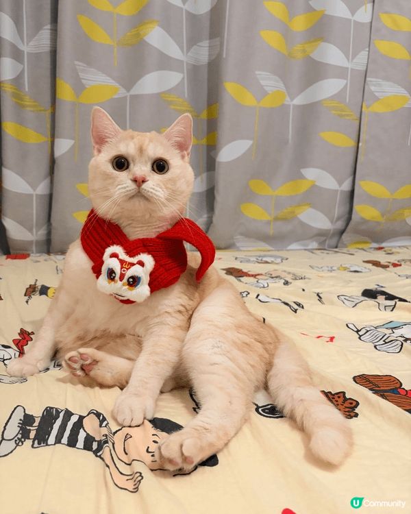 這是我在今年新年幫主子拍攝的賀年相片，主子戴上醒獅頸巾，向各...