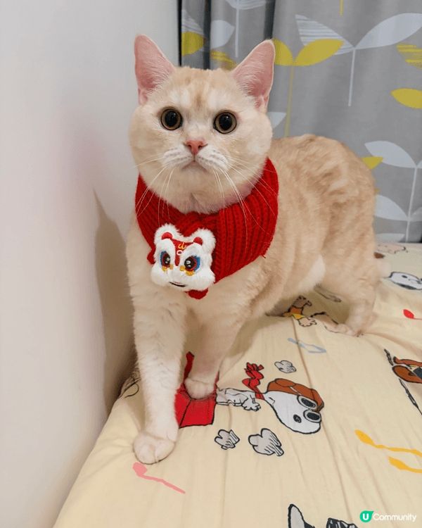 這是我在今年新年幫主子拍攝的賀年相片，主子戴上醒獅頸巾，向各...