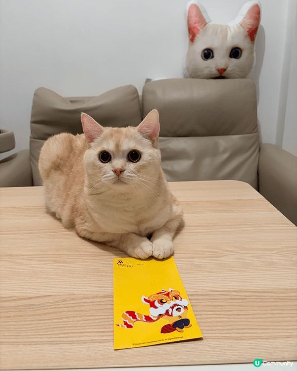 這是我在今年新年幫主子拍攝的賀年相片，主子戴上醒獅頸巾，向各...