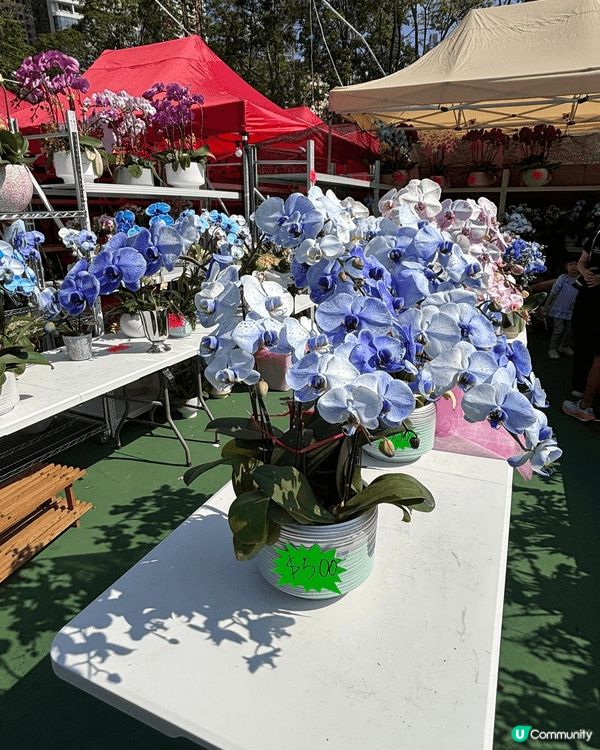 年廿九去銅鑼灣維園行年宵,真係充滿新年氣氛 🎉!今年攤位特別...