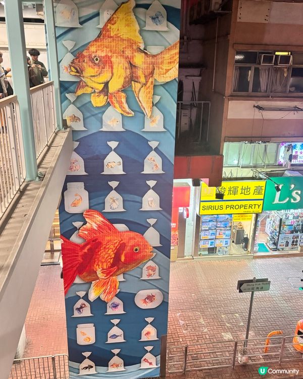 👟 香港/旺角花園街夜遊