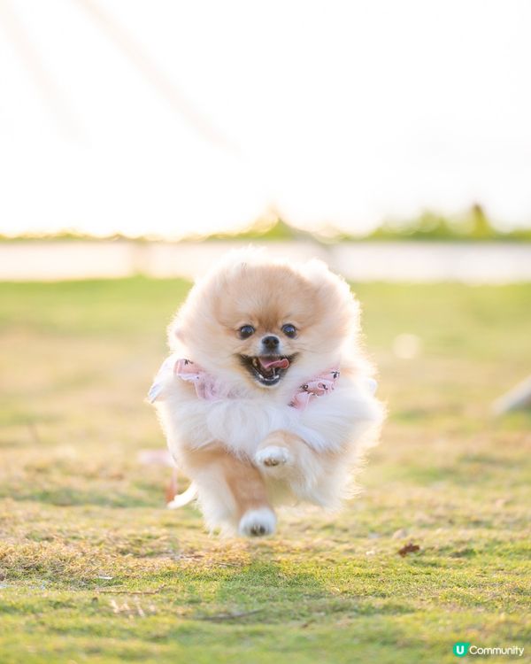 狗狗天堂🚨草地任跑🐶🌅│數碼港公園 reopen 🌴