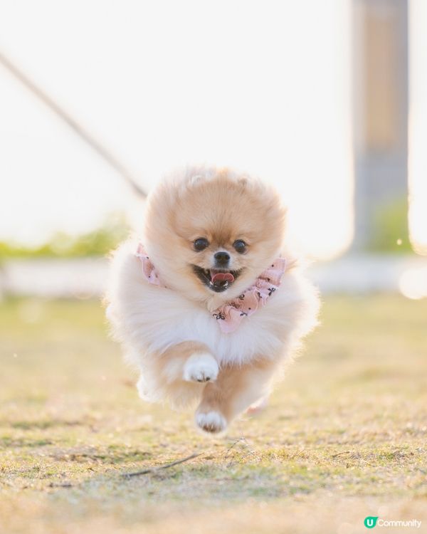 狗狗天堂🚨草地任跑🐶🌅│數碼港公園 reopen 🌴