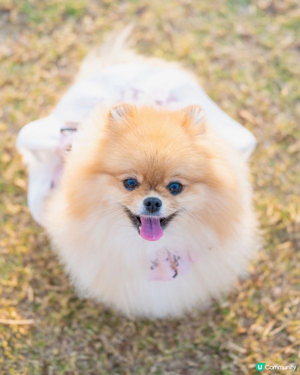 狗狗天堂🚨草地任跑🐶🌅│數碼港公園 reopen 🌴