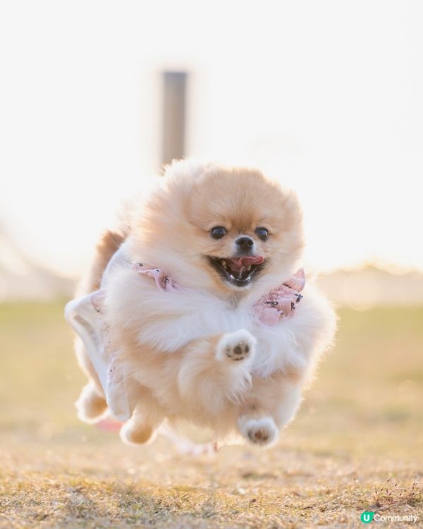 狗狗天堂🚨草地任跑🐶🌅│數碼港公園 reopen 🌴