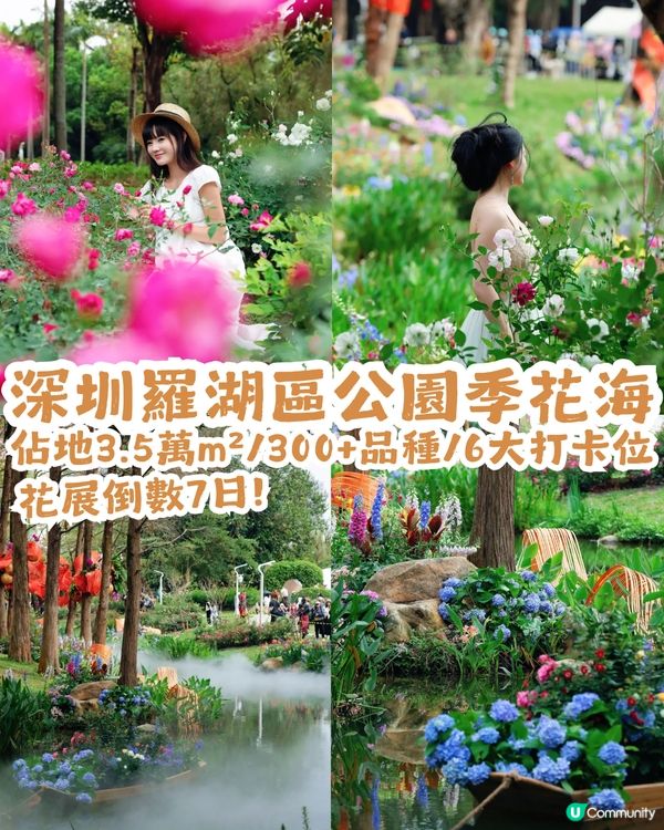 倒數7日! 深圳羅湖區公園月季花海🌸佔地3.5萬㎡/300+品種/6大打卡位📸