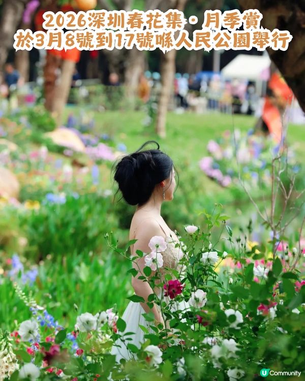 倒數7日! 深圳羅湖區公園月季花海🌸佔地3.5萬㎡/300+品種/6大打卡位📸