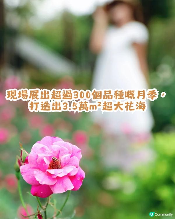 倒數7日! 深圳羅湖區公園月季花海🌸佔地3.5萬㎡/300+品種/6大打卡位📸