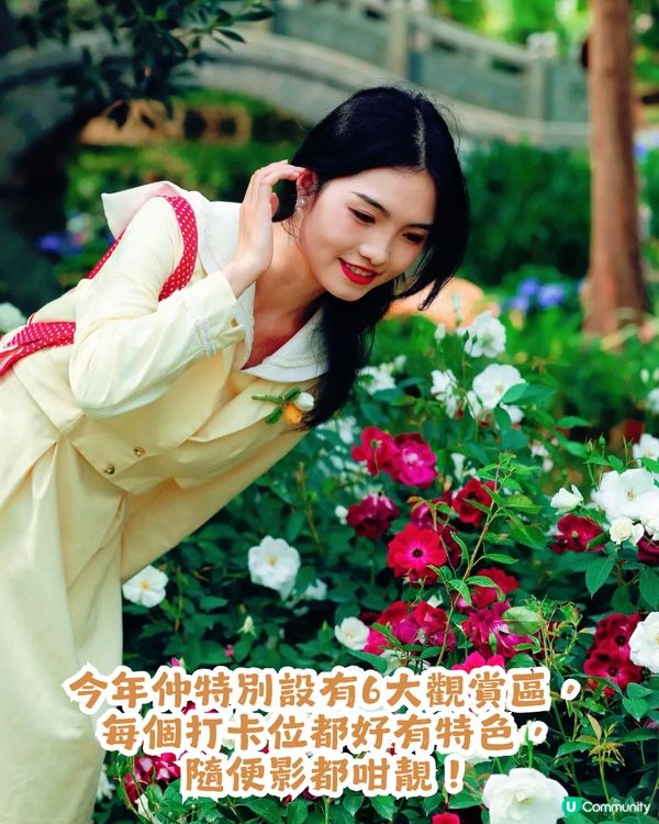 倒數7日! 深圳羅湖區公園月季花海🌸佔地3.5萬㎡/300+品種/6大打卡位📸