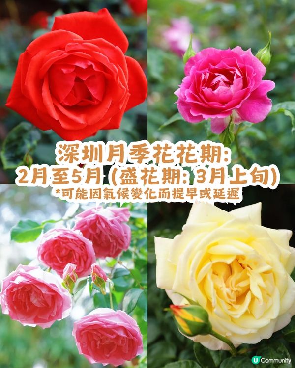 倒數7日! 深圳羅湖區公園月季花海🌸佔地3.5萬㎡/300+品種/6大打卡位📸