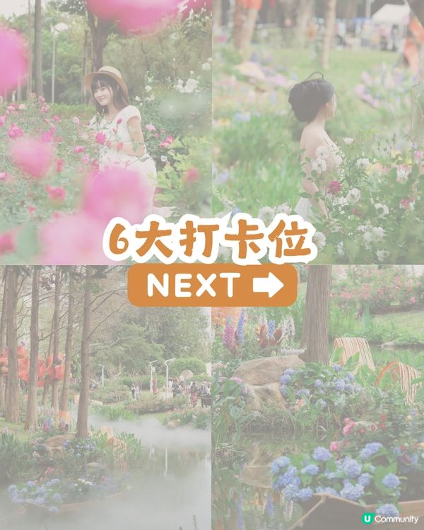 倒數7日! 深圳羅湖區公園月季花海🌸佔地3.5萬㎡/300+品種/6大打卡位📸