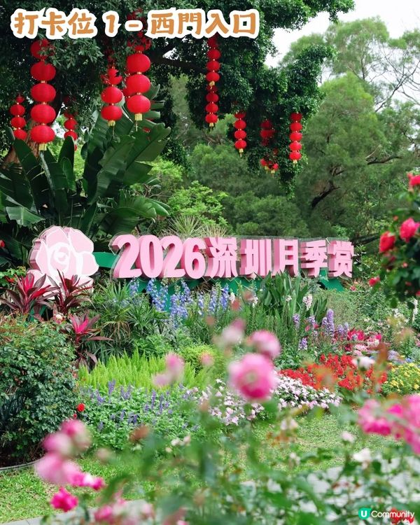 倒數7日! 深圳羅湖區公園月季花海🌸佔地3.5萬㎡/300+品種/6大打卡位📸